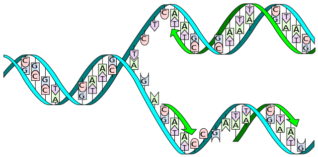DNA undergoing replication.